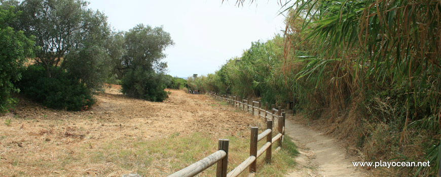 Trail of Praia da Coelha Beach