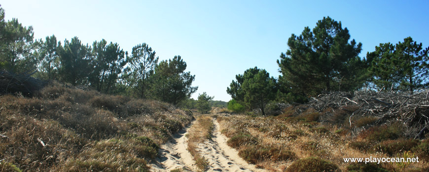 Caminho para a Praia das Dunas de São Jacinto