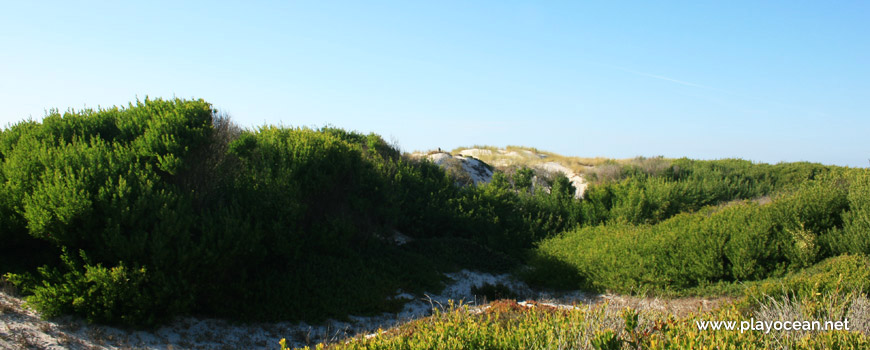 Natural Dune Reserve of São Jacinto