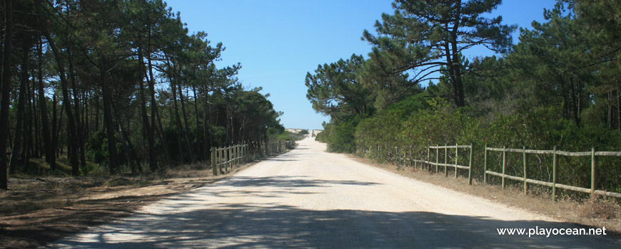 Caminho para a Praia do Palheirão