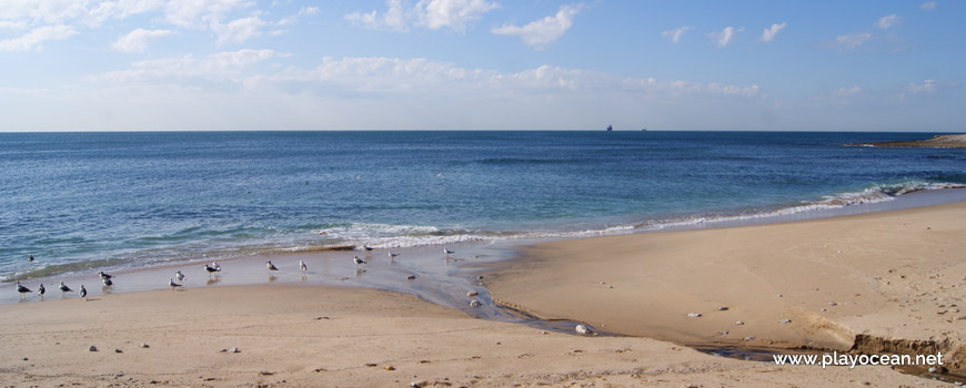 Seagulls at Praia da Parede Beach