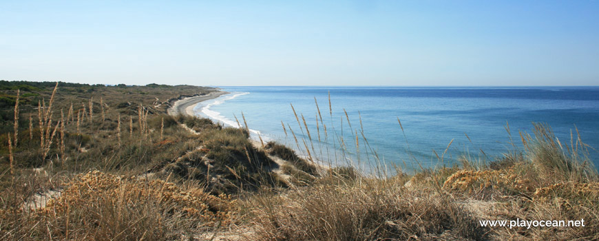 Vegetation on the dunes