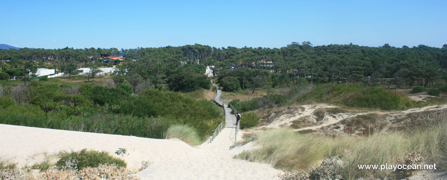 Forest at Praia de Fão Beach