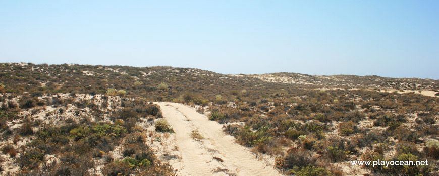 Path on the dunes of Praia da Culatra (Sea) Beach