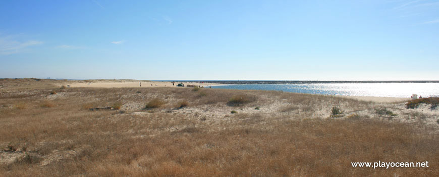 Vegetation at Praia do Cabedelo Beach