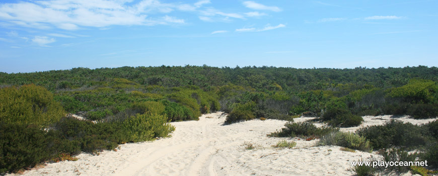 Quiaios Dunes National Forest