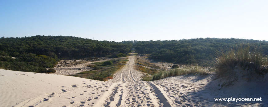 Urso National Forest