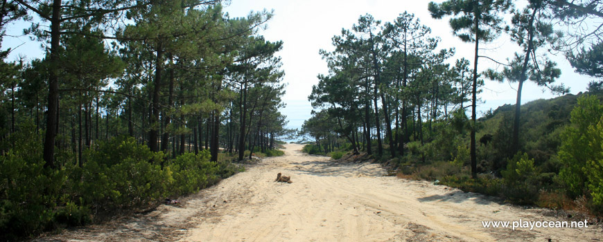 Floresta de acesso à Praia do Pinheirinho