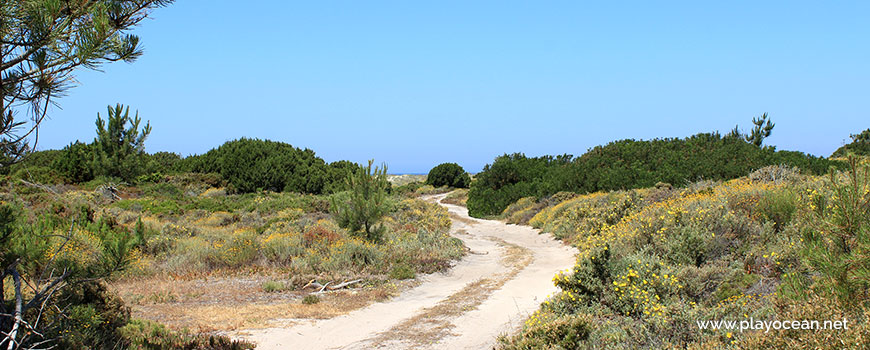 Path to Praia da Sesmaria Beach