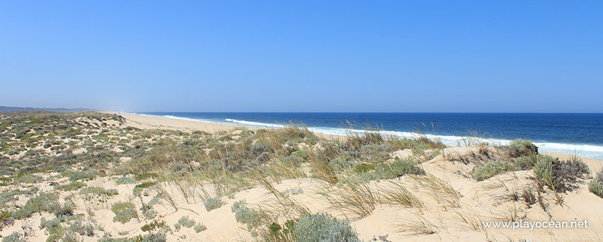 Vegetação na Praia da Sesmaria