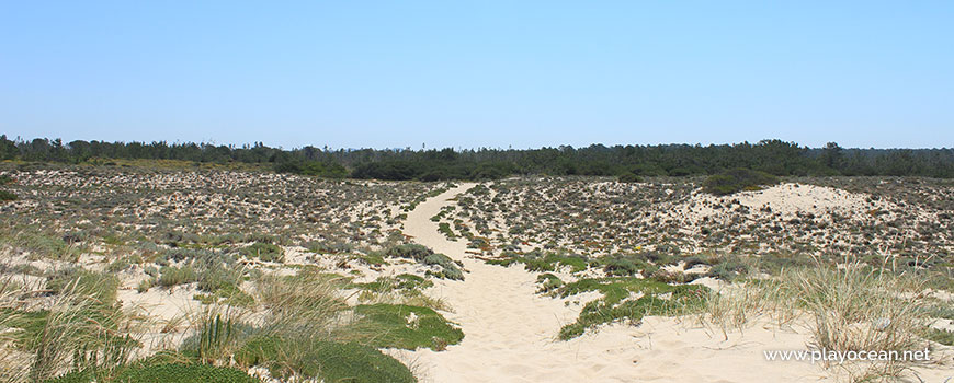 Mata na Praia da Sesmaria