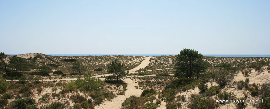 Dunes of Praia da Torre Beach