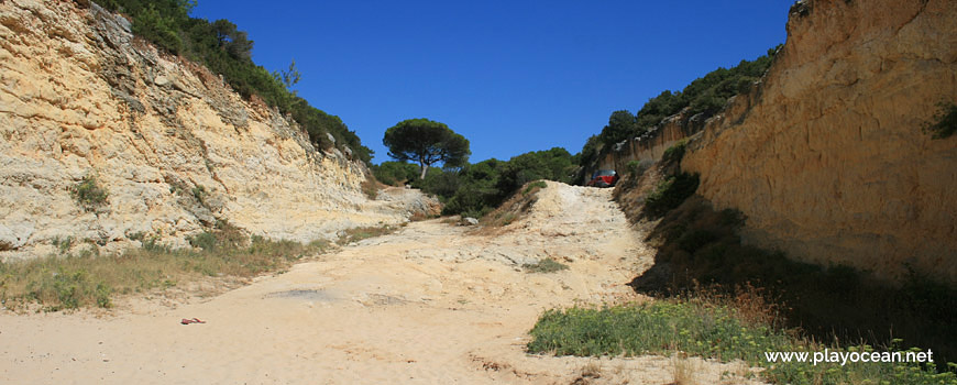 Pinewood at Praia do Barranquinho Beach