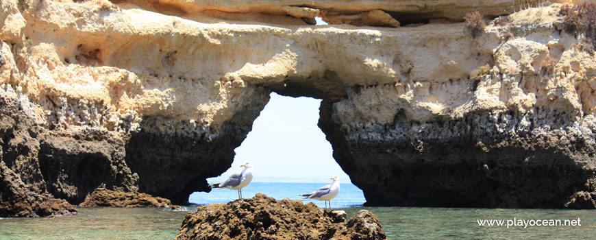 Seagulls at Praia da Boneca Beach