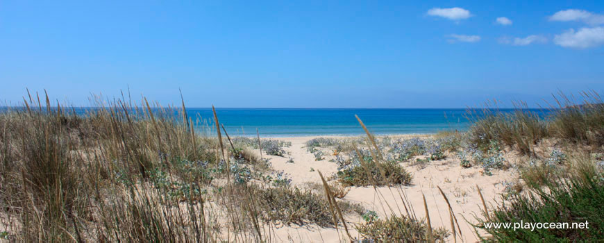 Vegetation at Praia do Vale da Lama Beach