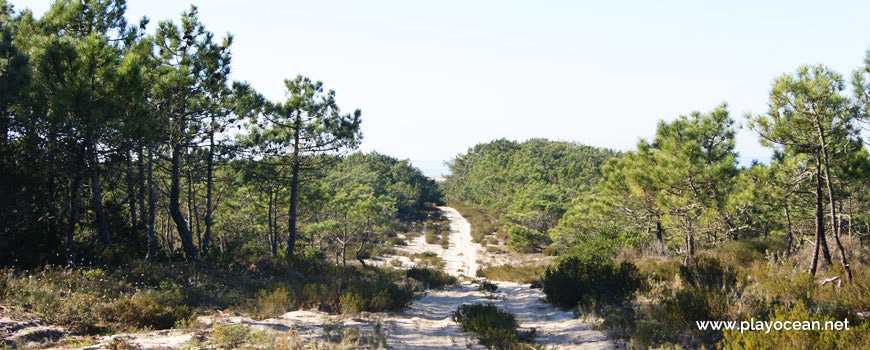 Pedrogão National Forest