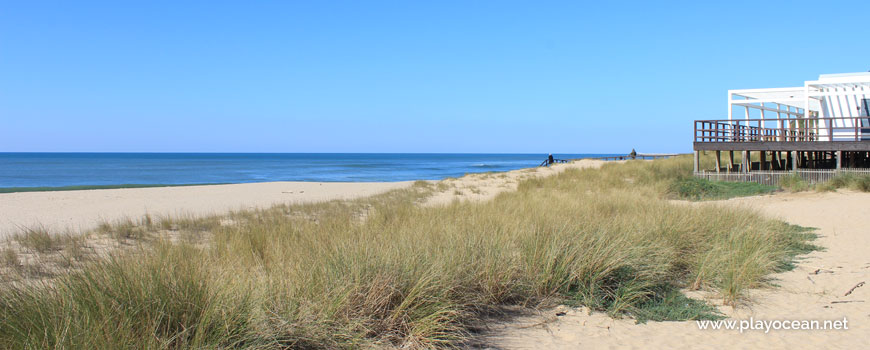 Vegetation on dunes