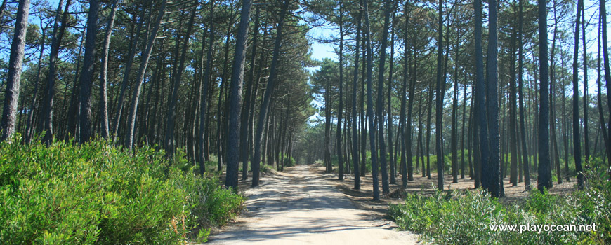Road to Praia das Dunas de Ovar Beach