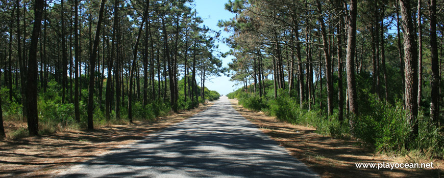 Road to Praia do Torrão do Lameiro Beach