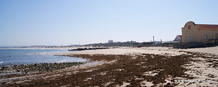 Sargaço na Praia da Gâmboa