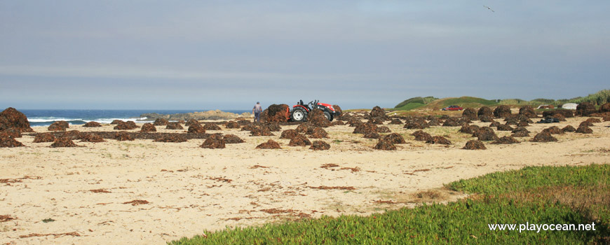 Collecting seaweed at Praia do Quião Beach