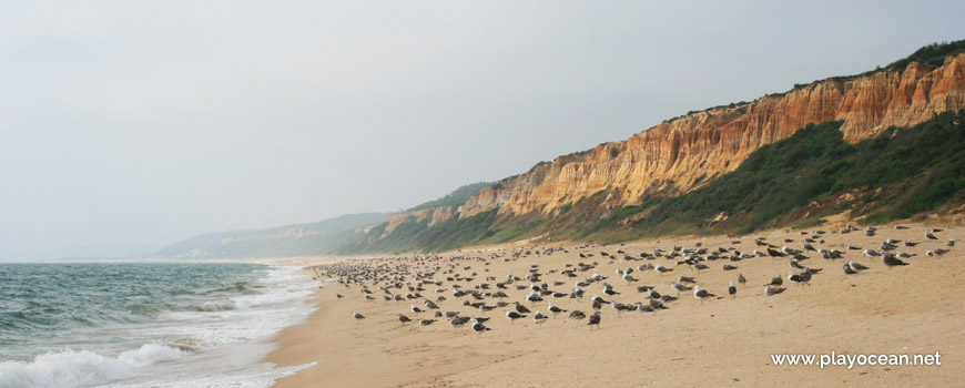 Seagulls at Praia dos Medos de Albufeira Beach