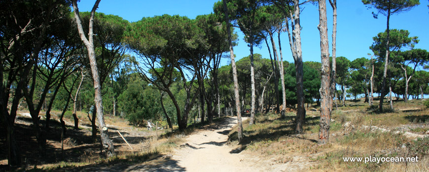 Trail through the pine forest of Praia do Rio da Prata Beach
