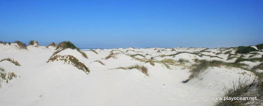 Dunes of Praia da Vagueira (North) Beach