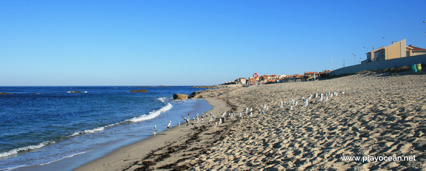 Gaivotas na Praia de Vila Chã