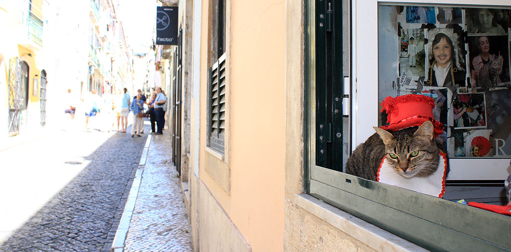 Bairro Alto de São Roque Neighborhood