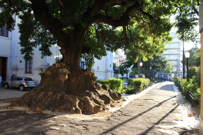 Garden António Feijó