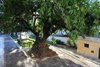 Jardim António Feijó
