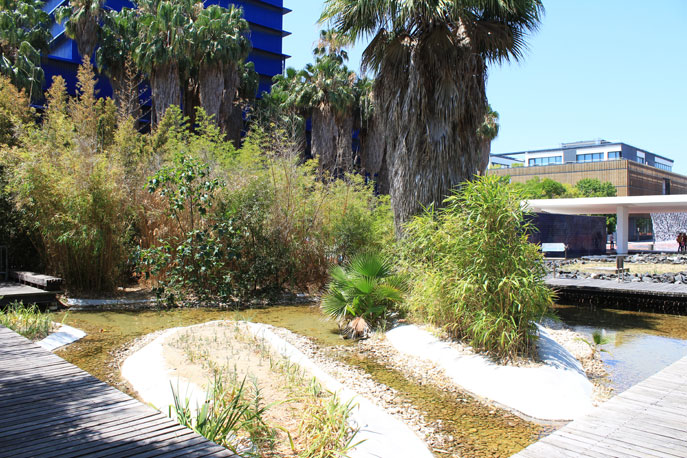 Water Garden