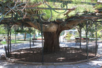Jardim França Borges