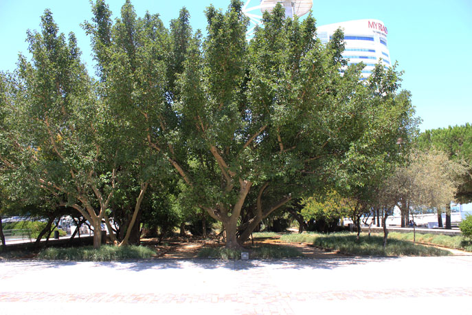 Jardim Garcia de Orta