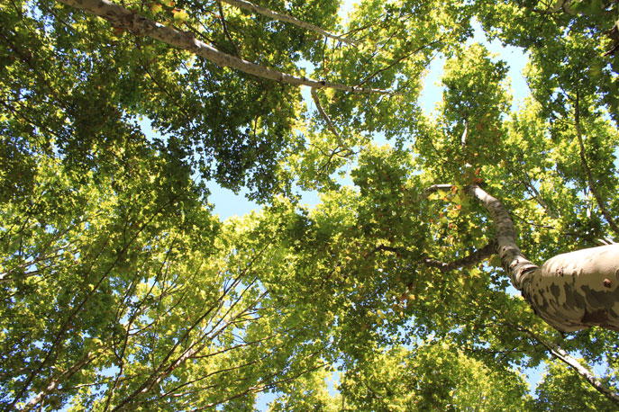 Jardins da Avenida da Liberdade